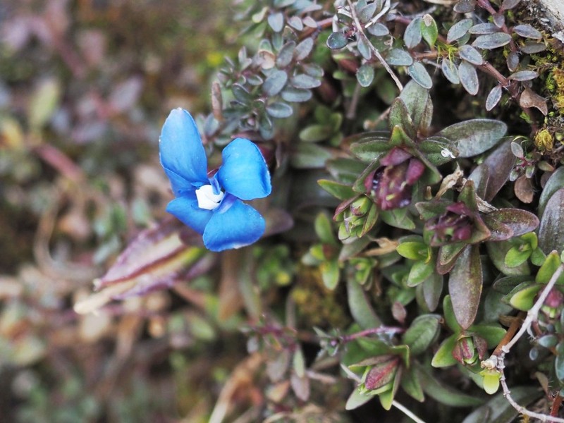 Gentiana verna subsp. verna photo 4