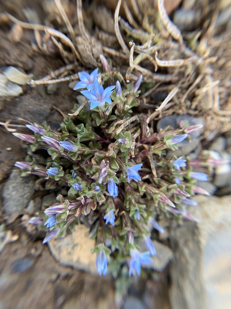Gentiana vernayi subsp. vernayi