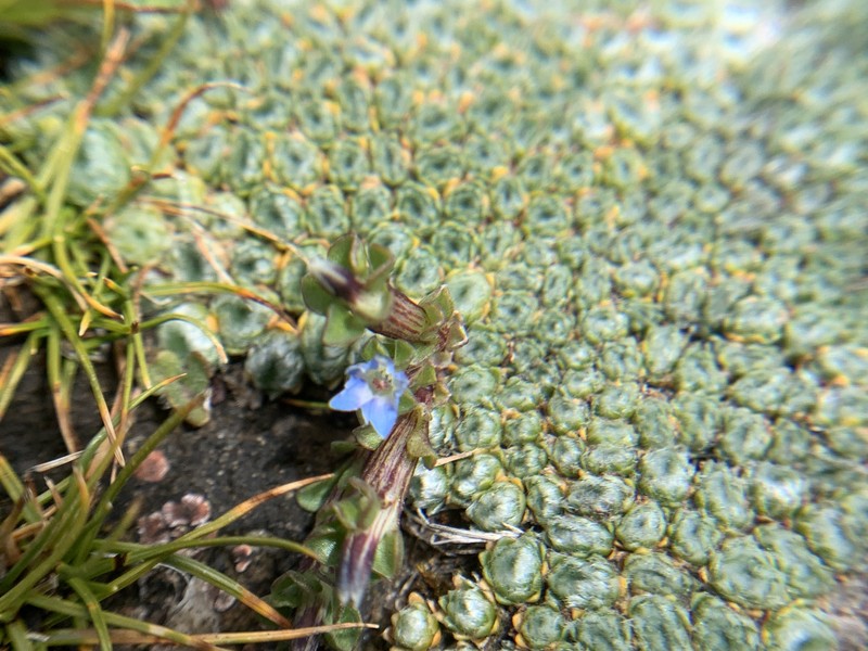 Gentiana vernayi subsp. vernayi photo 2