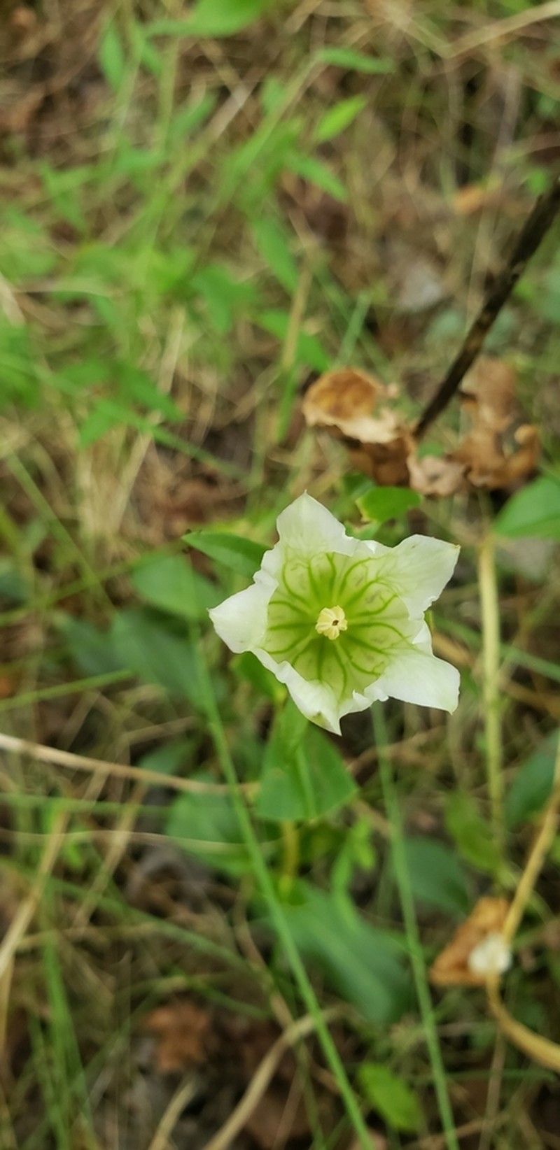 Striped Gentian