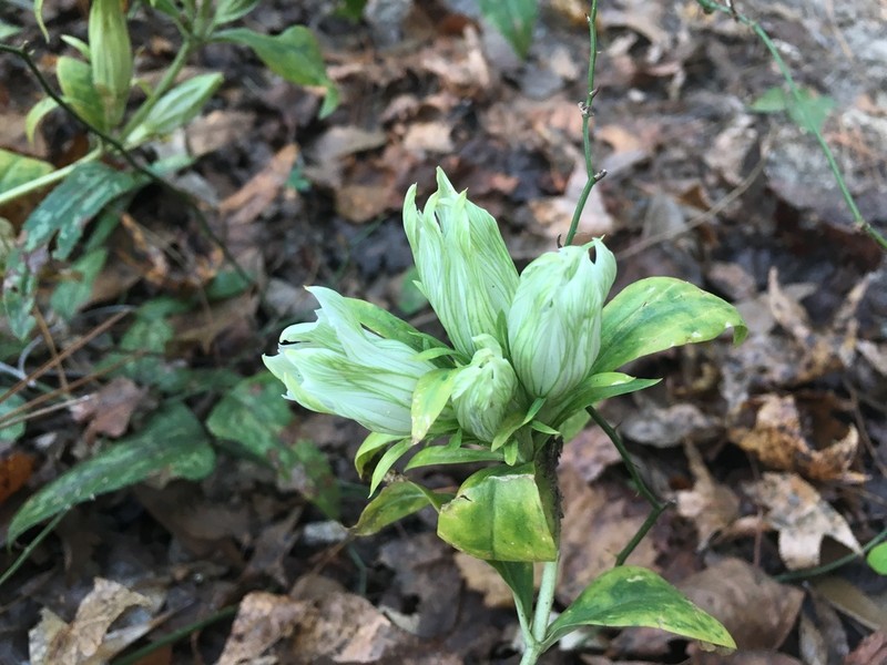 Striped Gentian photo 2