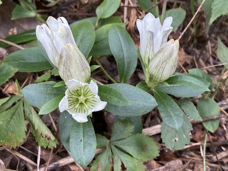Striped Gentian photo 3