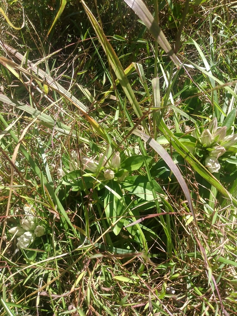 Striped Gentian photo 4