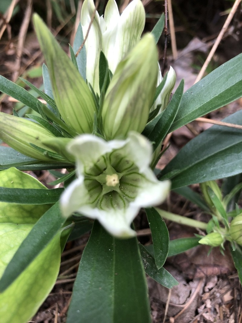 Striped Gentian photo 5