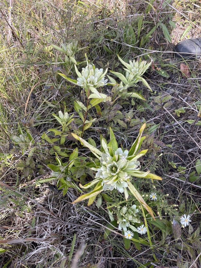 Striped Gentian photo 7