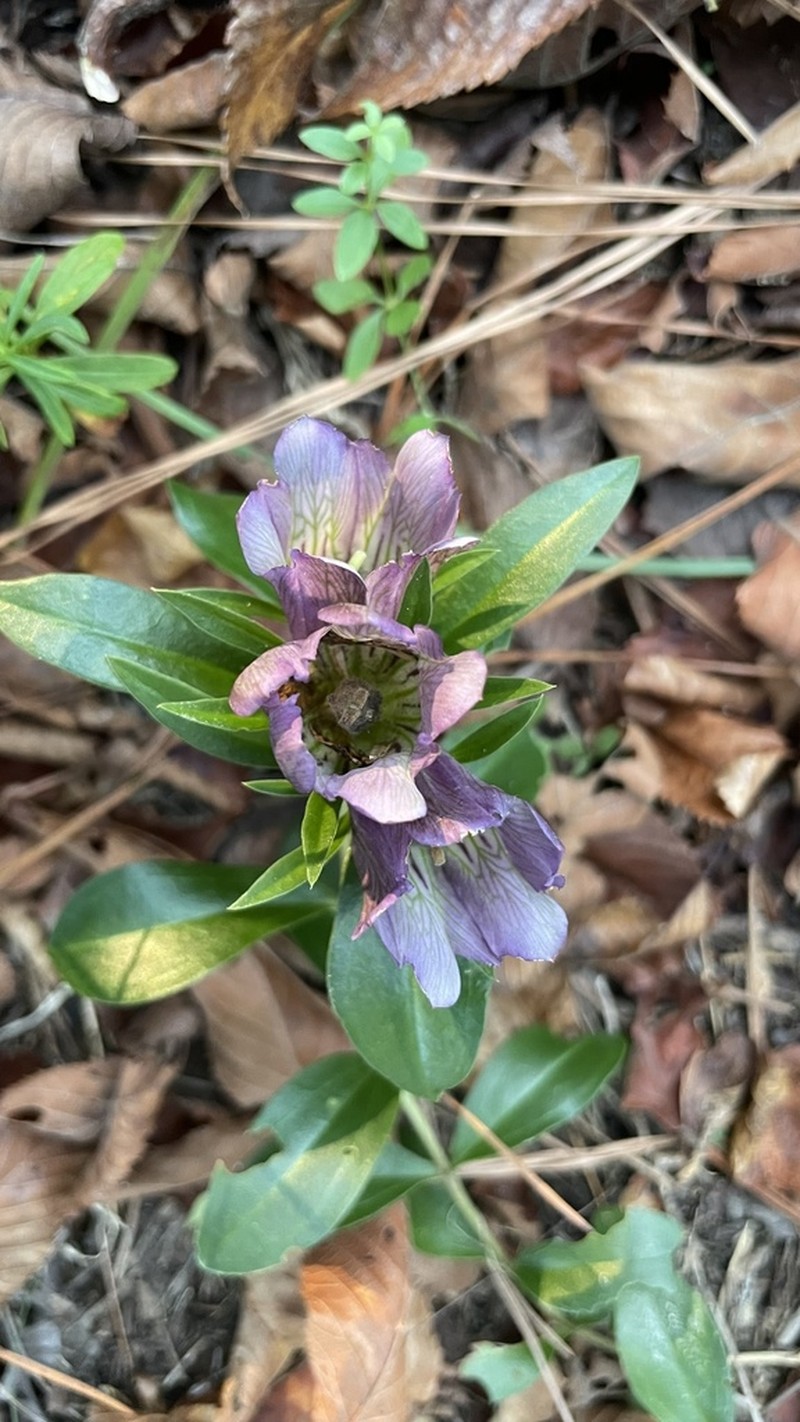 Striped Gentian photo 8