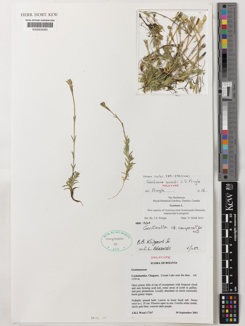 Gentiana woodii