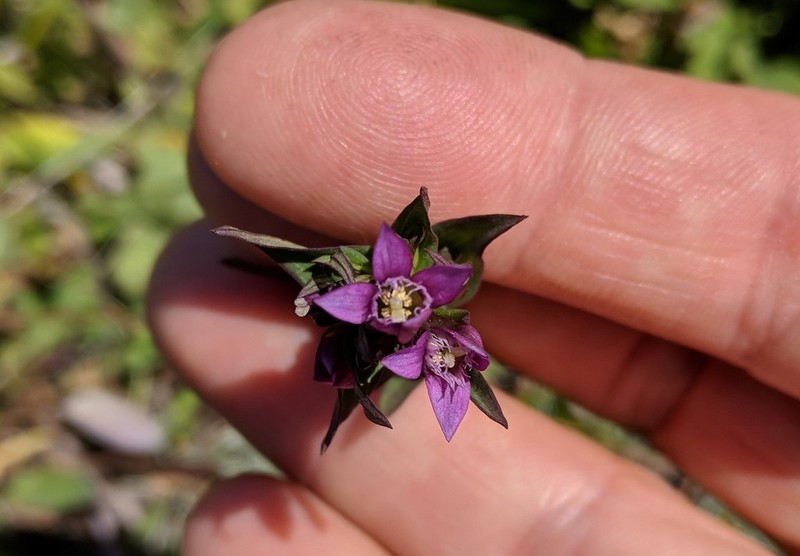 Autumn Dwarf Gentian