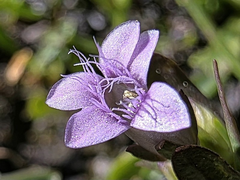 Autumn Dwarf Gentian photo 2