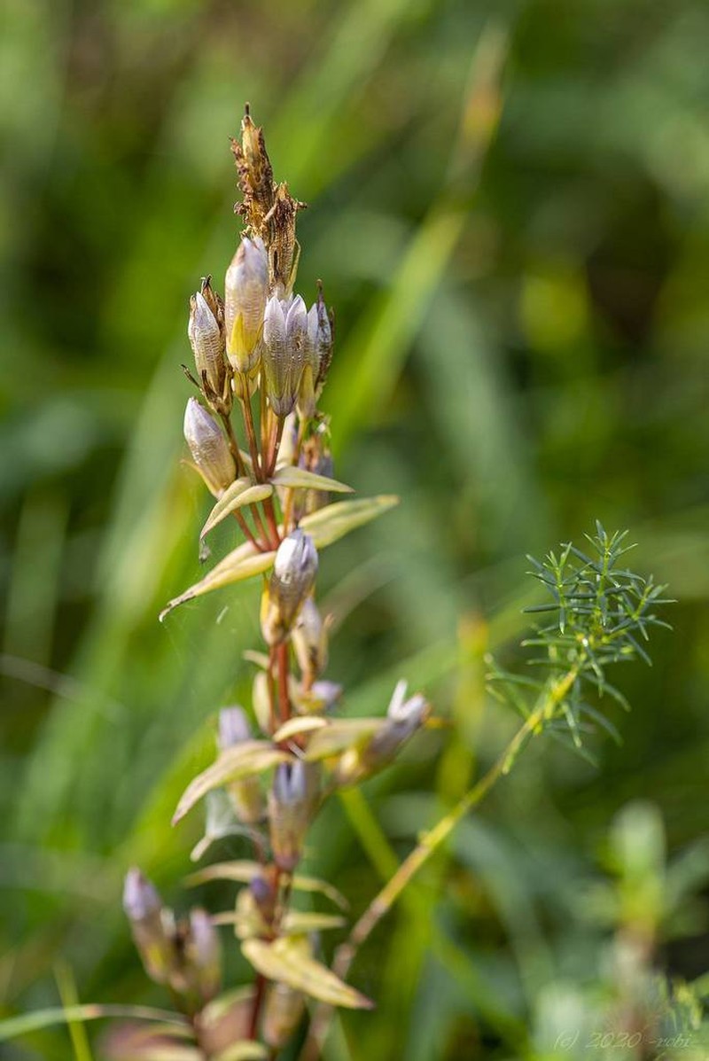 Autumn Dwarf Gentian photo 3