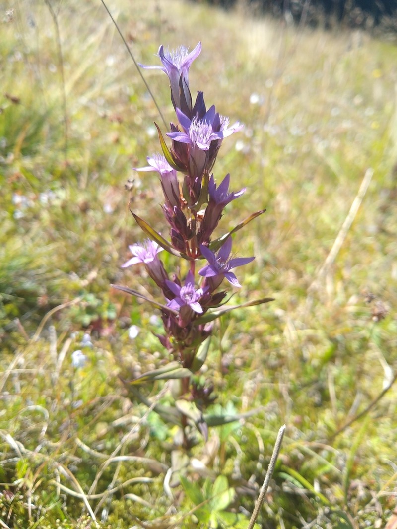 Autumn Dwarf Gentian photo 4