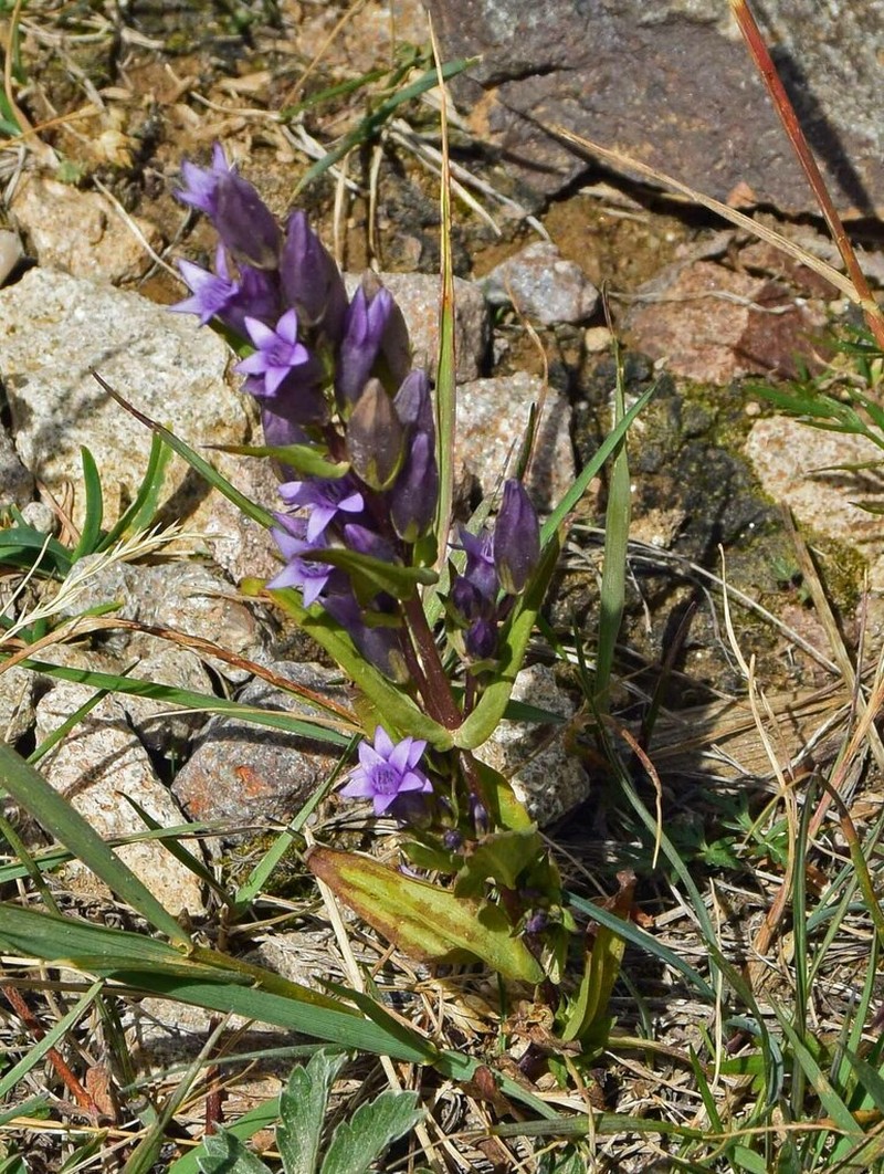 Autumn Dwarf Gentian photo 5