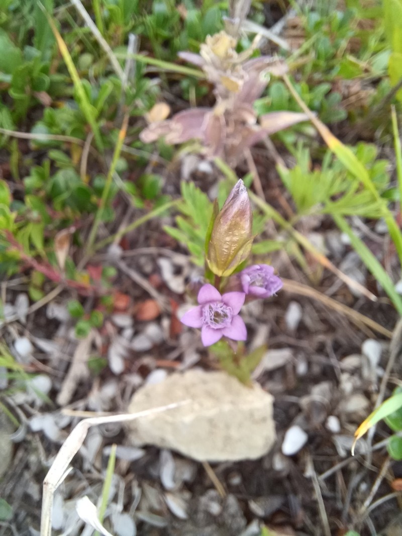 Autumn Dwarf Gentian photo 6