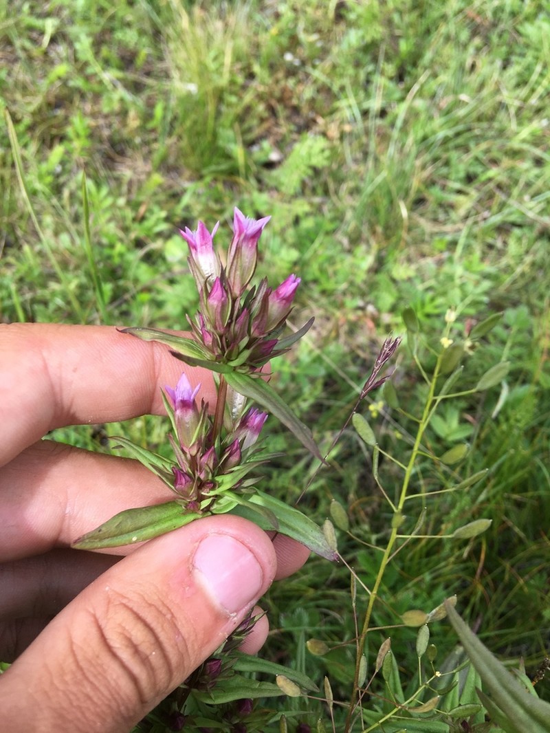 Autumn Dwarf Gentian photo 7