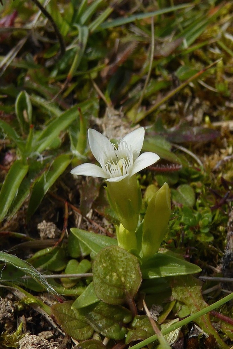 Autumn Dwarf Gentian photo 8