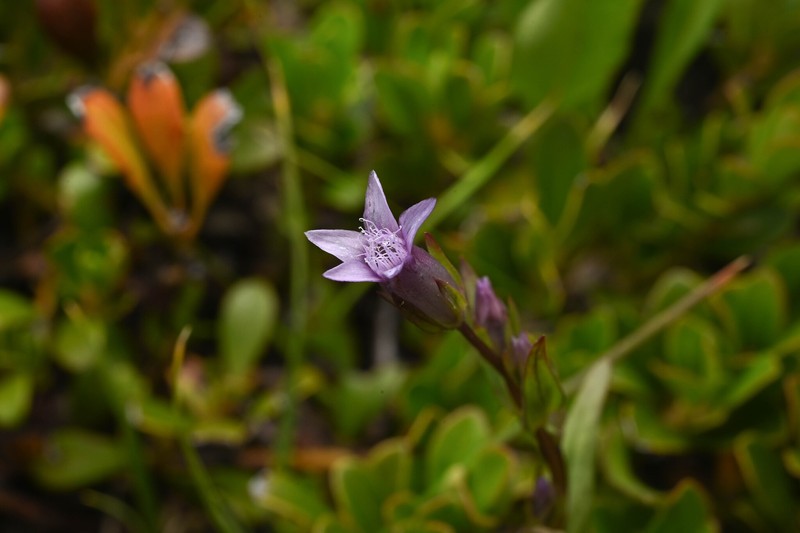 Gentianella amarella subsp. acuta