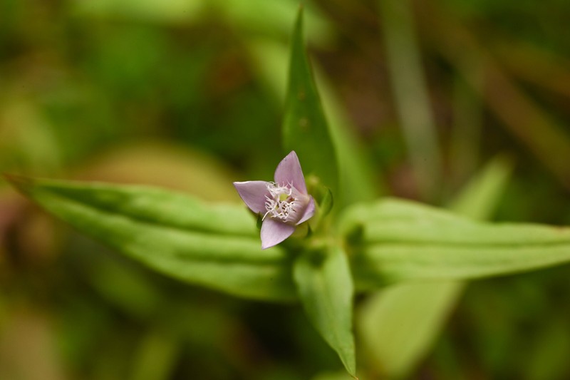 Gentianella amarella subsp. acuta photo 2