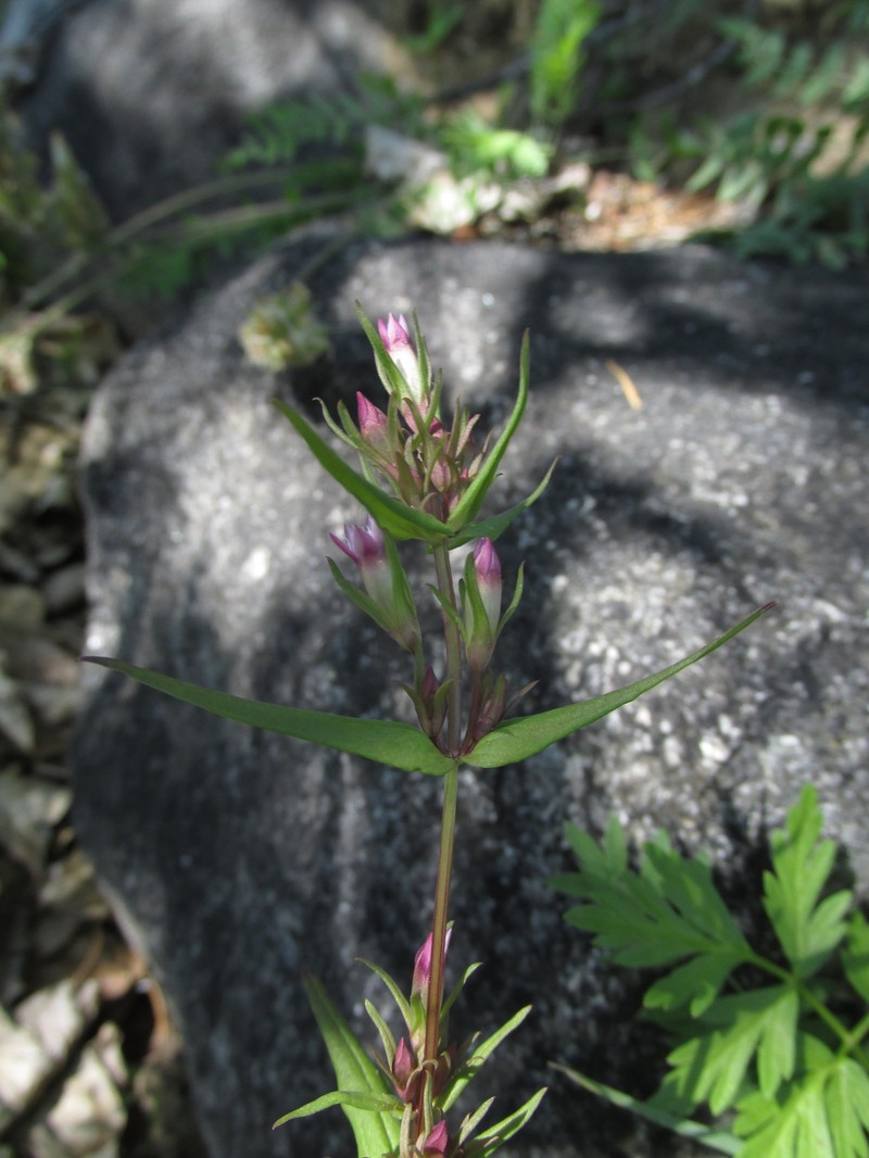 Gentianella amarella subsp. acuta photo 3