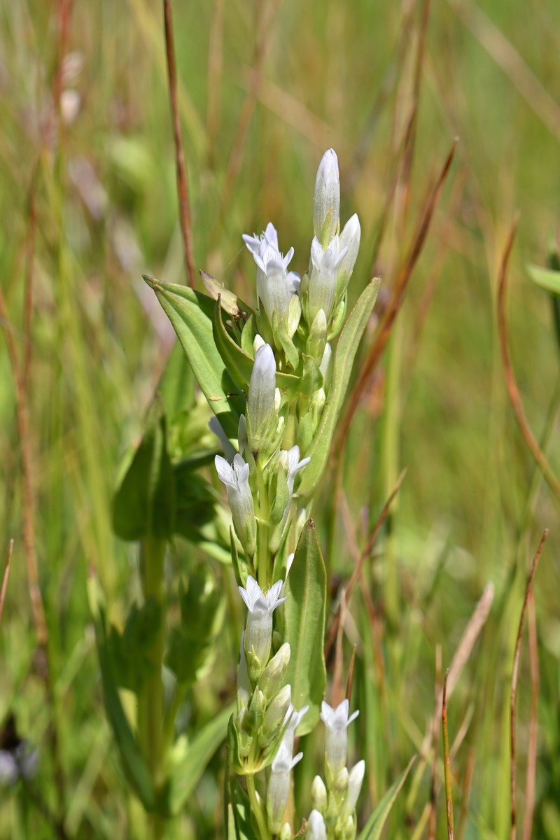 Gentianella amarella subsp. acuta photo 4