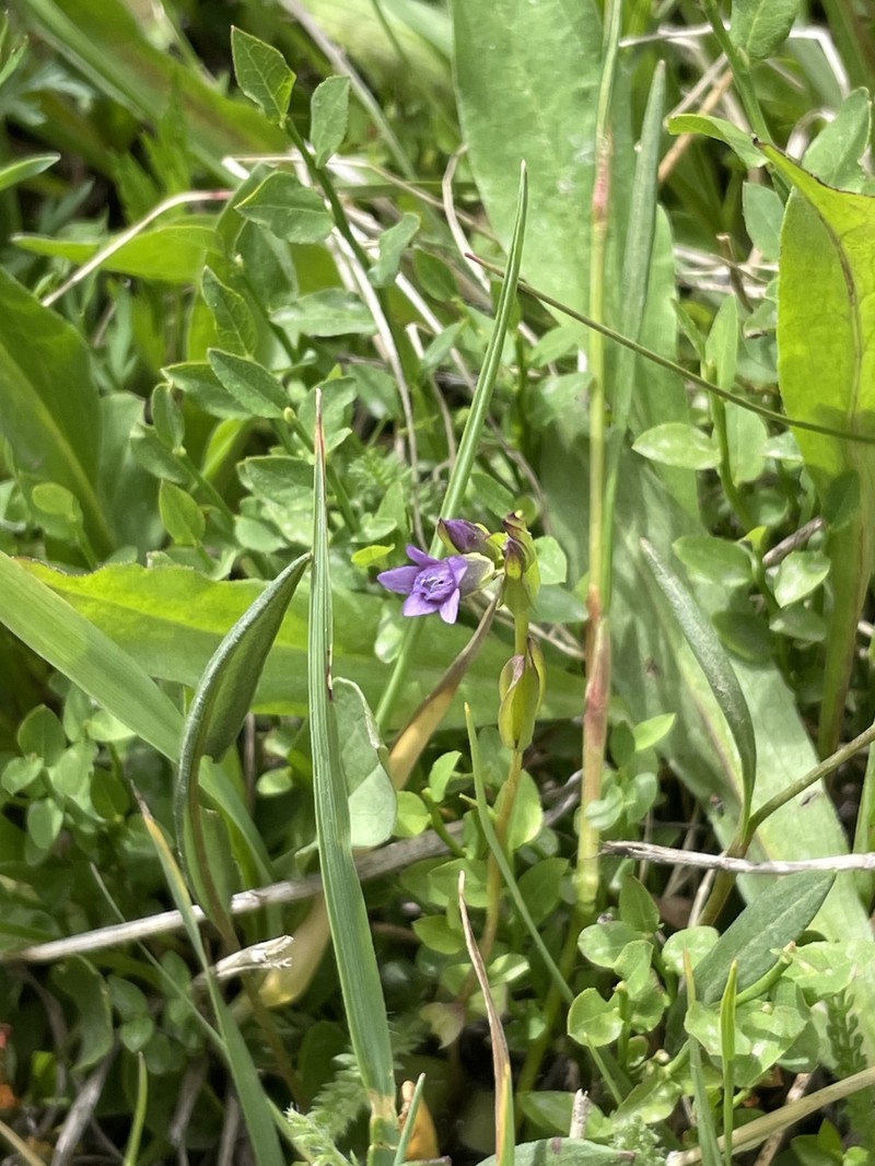 Gentianella amarella subsp. acuta photo 5