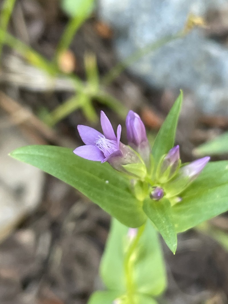 Gentianella amarella subsp. acuta photo 6