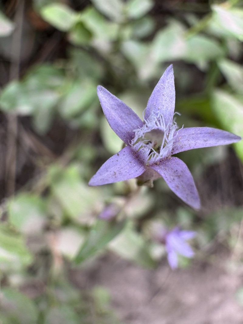 Gentianella amarella subsp. acuta photo 8