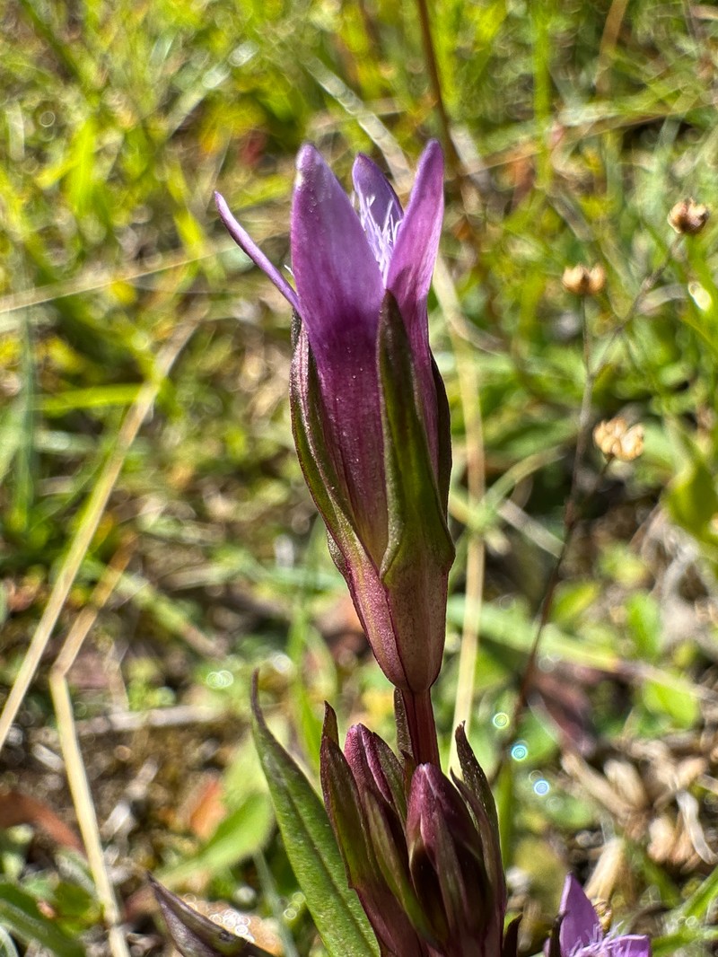 Gentianella amarella subsp. amarella