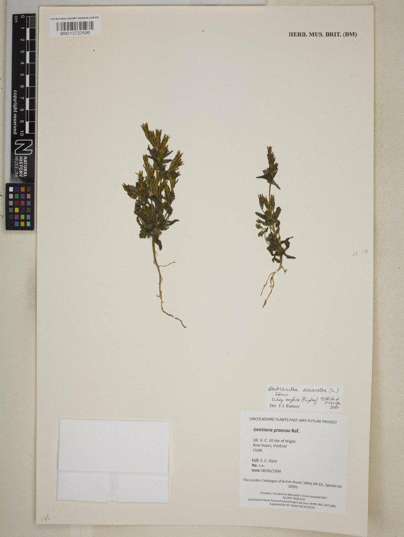 Gentianella amarella subsp. anglica