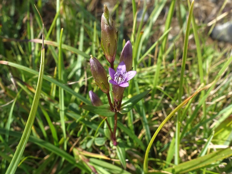 Gentianella amarella subsp. hibernica
