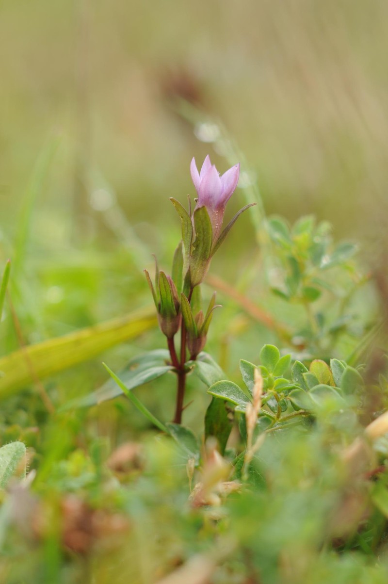 Gentianella amarella subsp. occidentalis