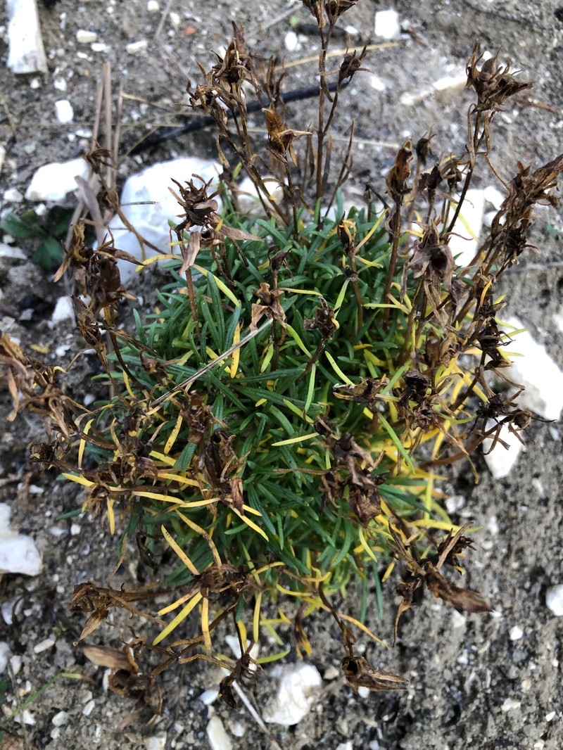 Gentianella astonii subsp. astonii