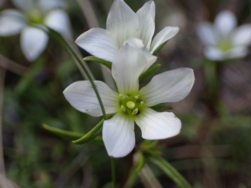 Gentianella astonii subsp. astonii photo 2