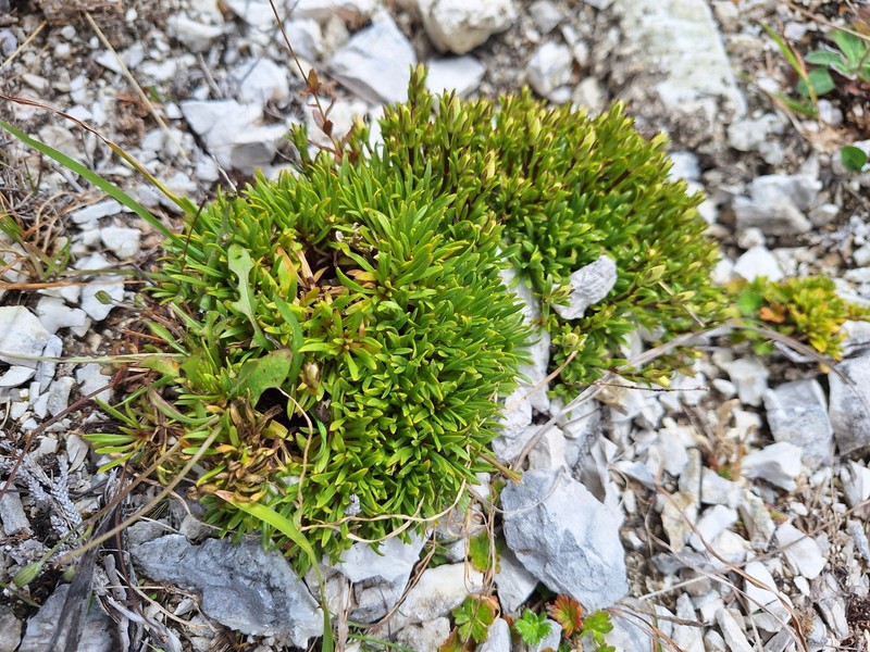 Gentianella astonii subsp. astonii photo 3