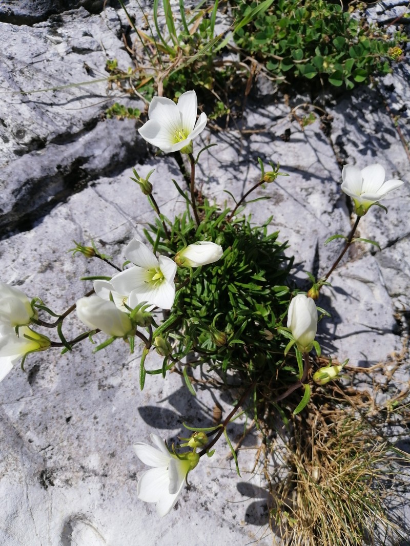 Gentianella astonii subsp. astonii photo 4