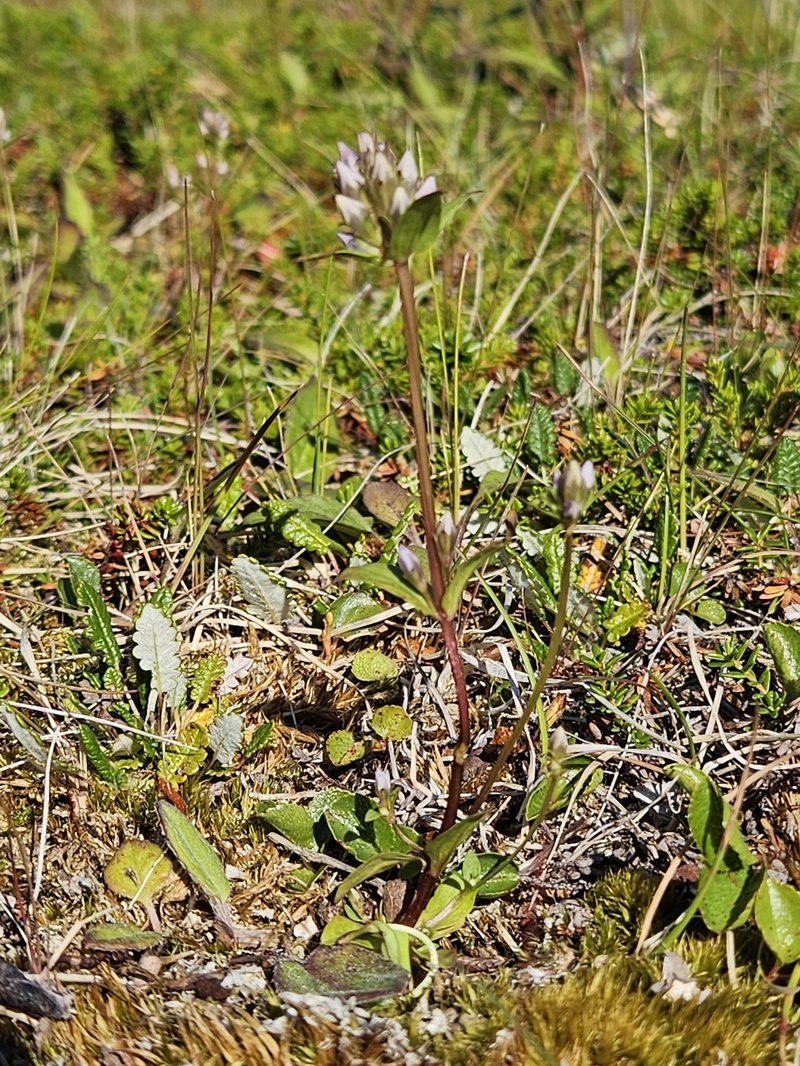 Golden Dwarfgentian photo 2