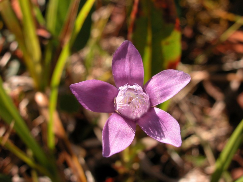 Eared Dwarf Gentian