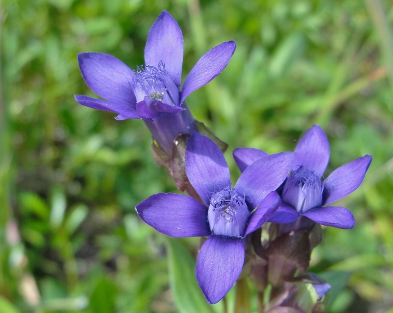 Eared Dwarf Gentian photo 2