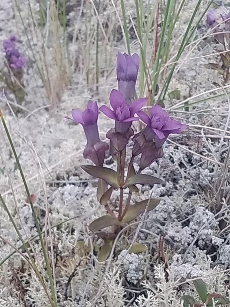 Eared Dwarf Gentian photo 3