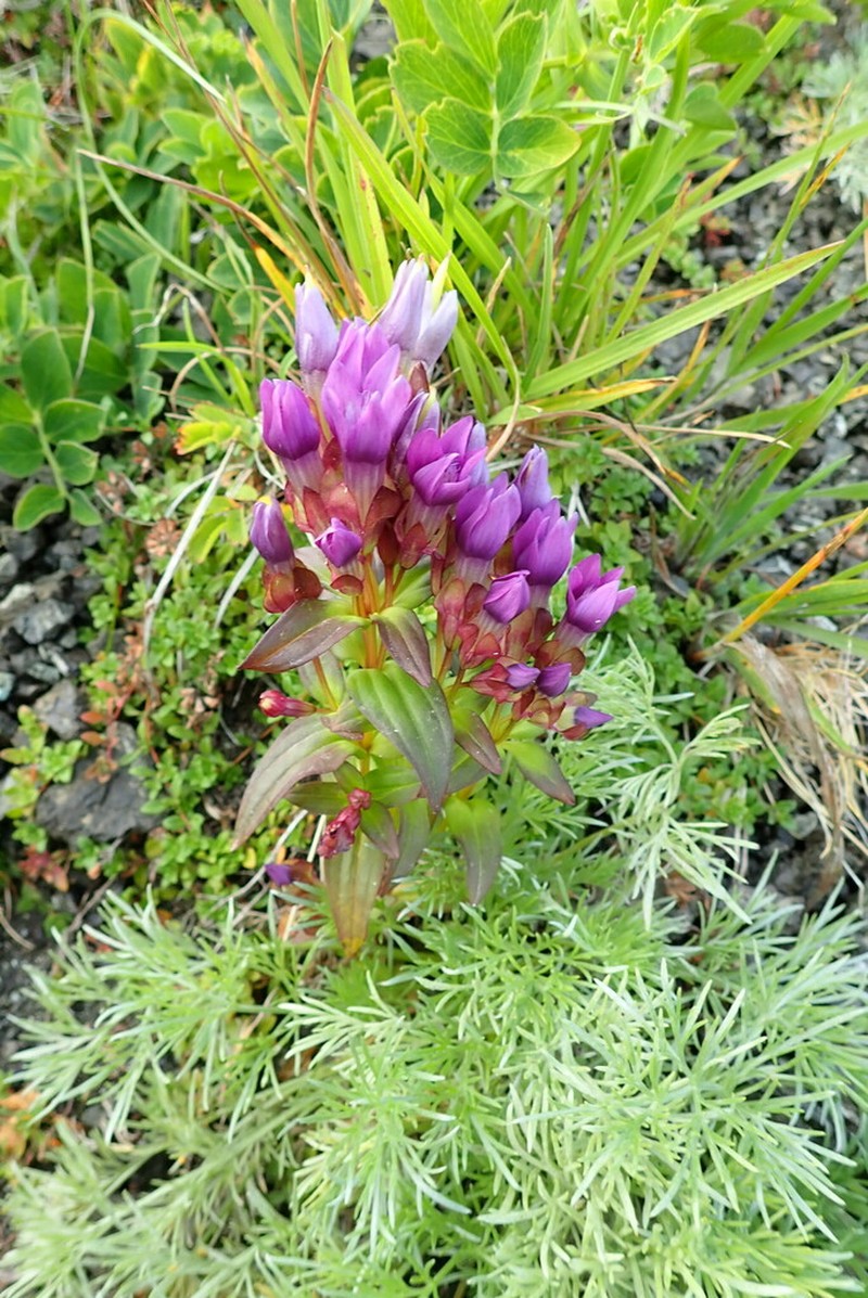 Eared Dwarf Gentian photo 4