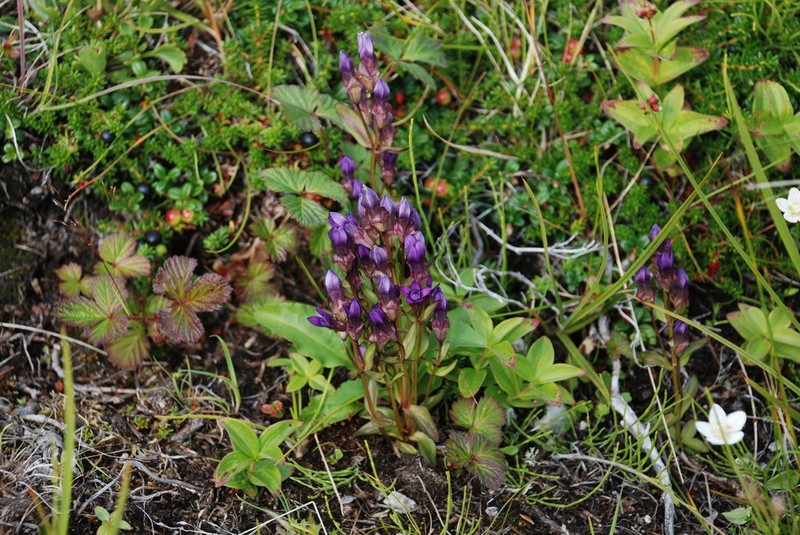 Eared Dwarf Gentian photo 5