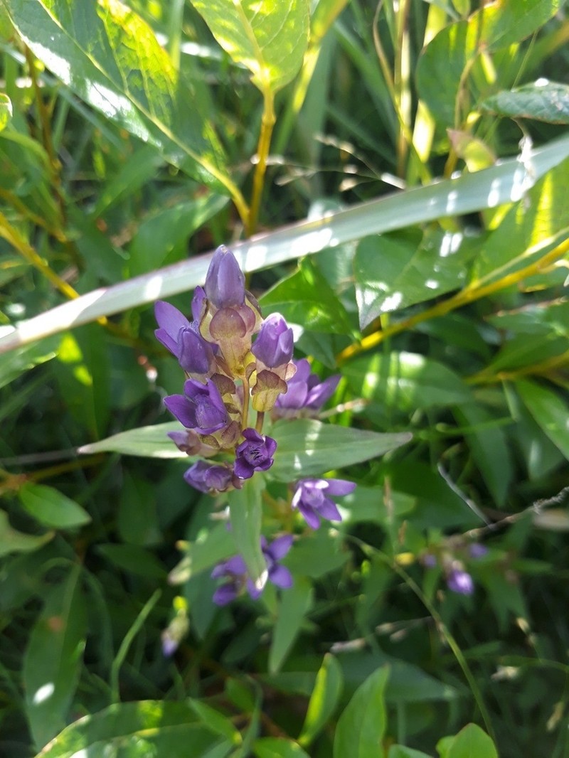Eared Dwarf Gentian photo 6