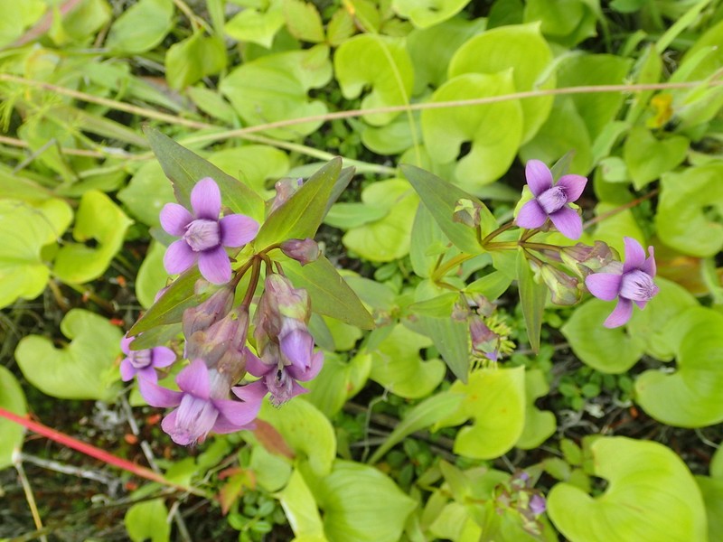 Eared Dwarf Gentian photo 8