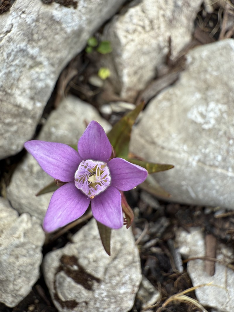 Gentianella austriaca subsp. fatrae