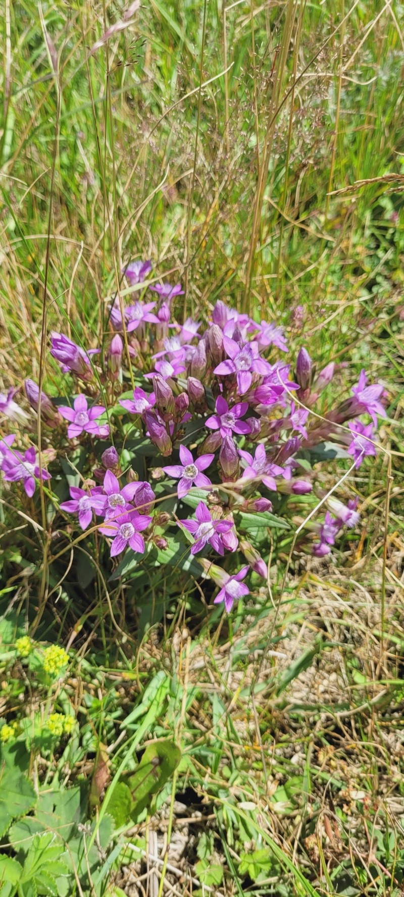 Gentianella austriaca subsp. fatrae photo 2