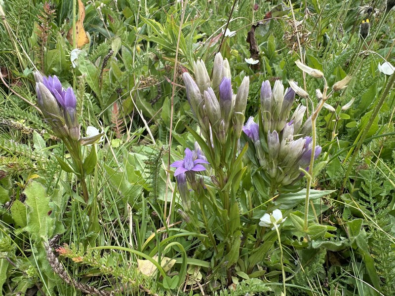 Gentianella austriaca subsp. fatrae photo 3