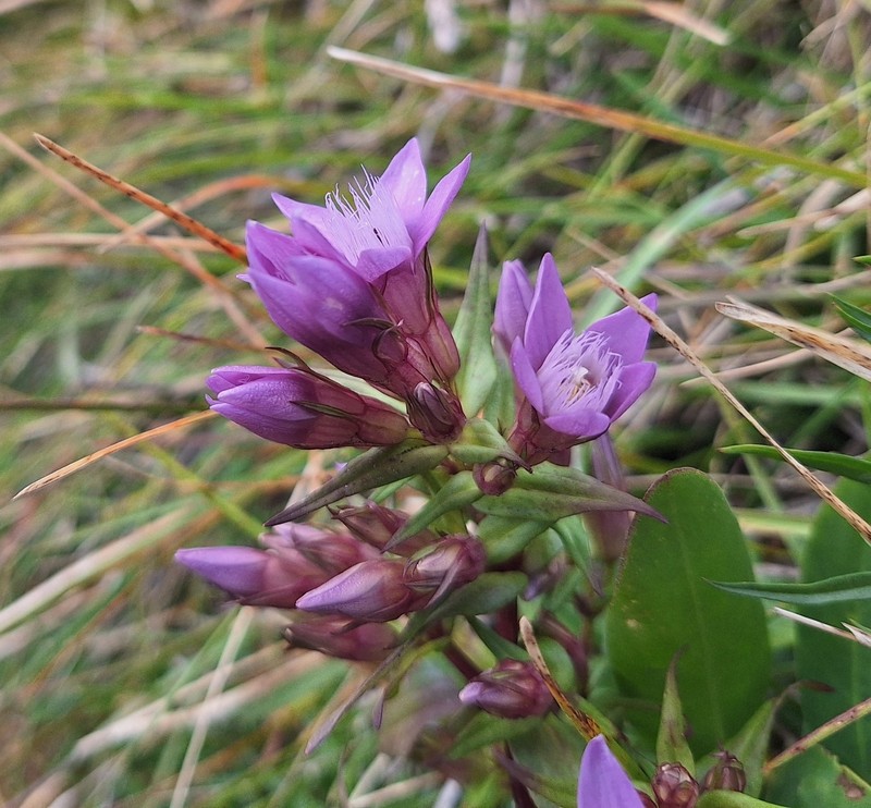 Gentianella austriaca subsp. fatrae photo 4