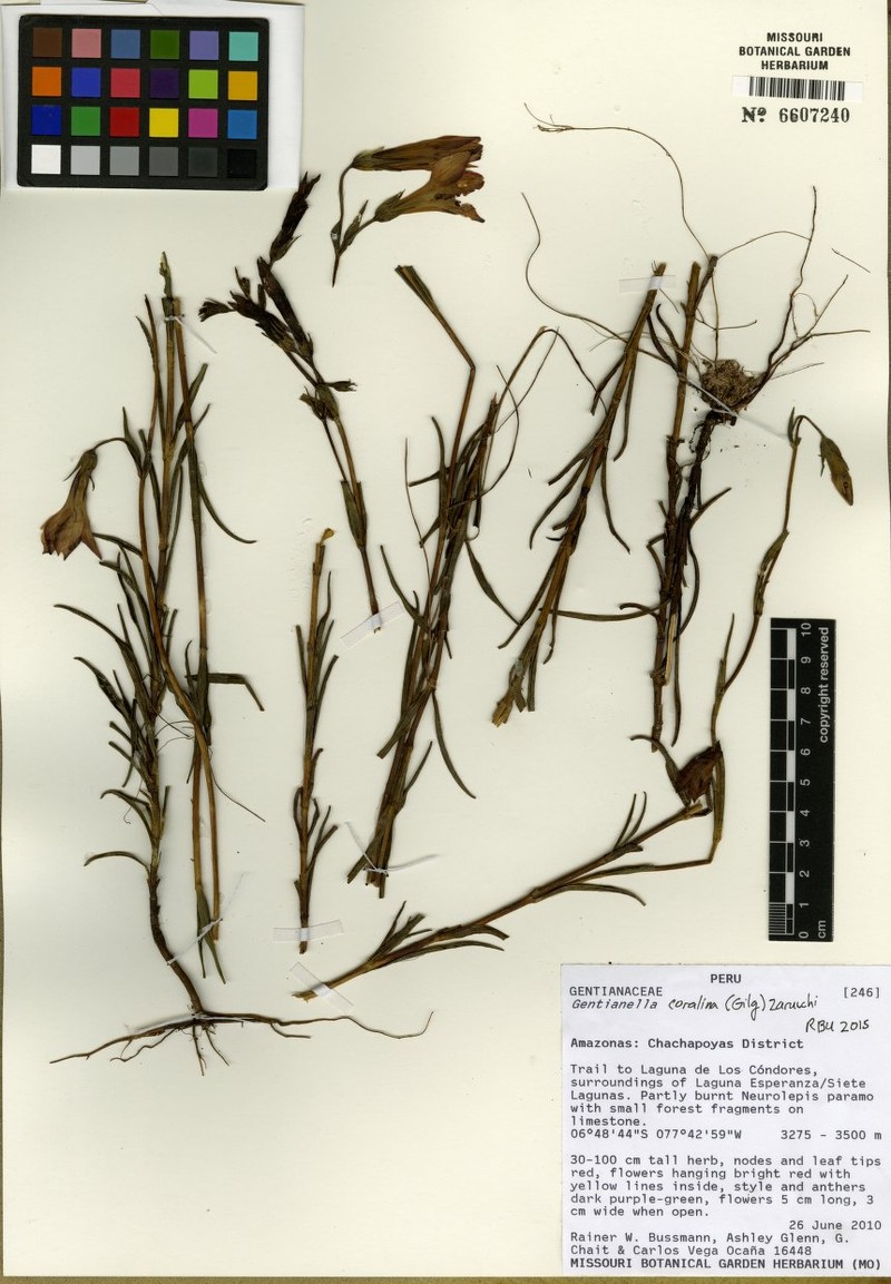 Gentianella bussmannii photo 2
