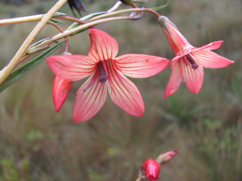 Gentianella bussmannii