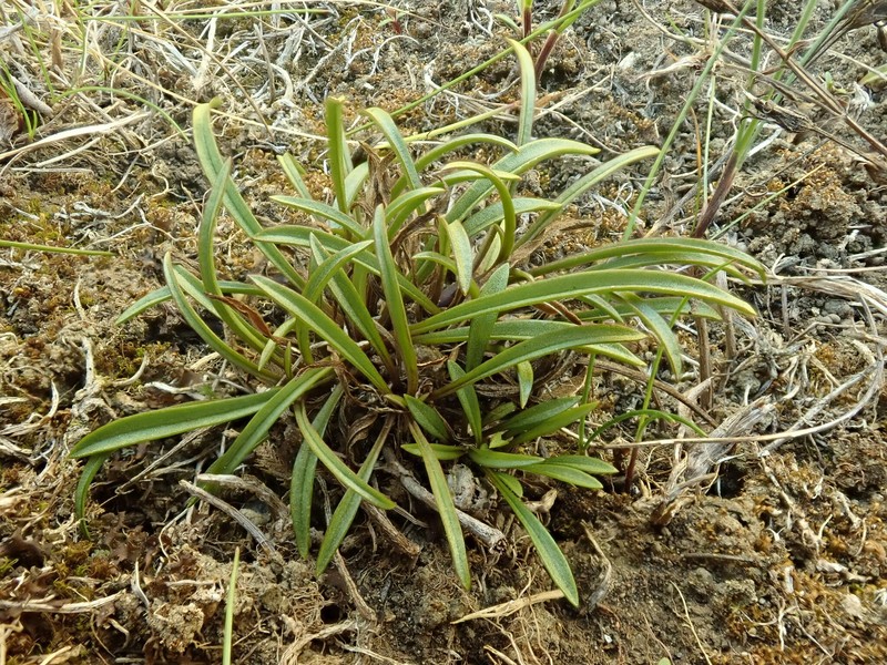 Gentianella calcis subsp. calcis