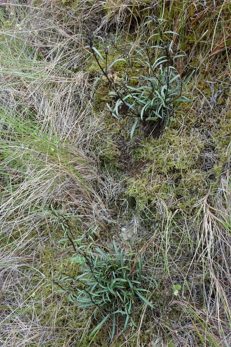 Gentianella calcis subsp. calcis photo 2